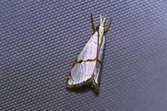 Pseudargyria interruptella