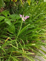 Tulbaghia violacea