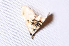 Trichophysetis cretacea