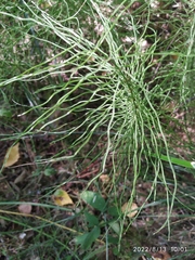 Equisetum pratense image