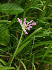 Tulbaghia violacea