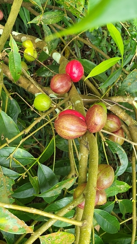 Mahkota Dewa (God's  Crown) (Phaleria macrocarpa)