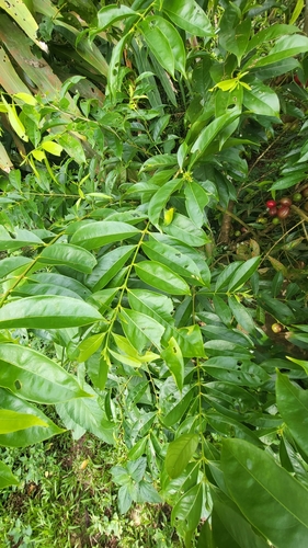 Image of Phaleria macrocarpa by (c) Cheongweei Gan, some rights reserved (CC BY)