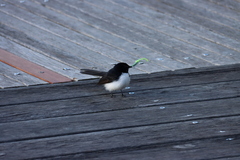 Rhipidura leucophrys