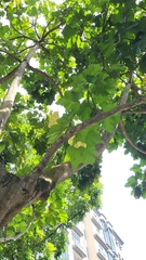 Cola gigantea