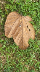 Cola gigantea