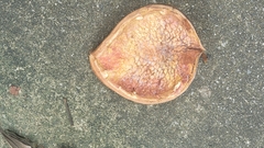 Cola gigantea
