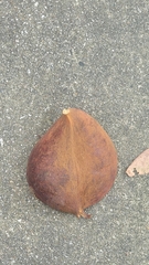 Cola gigantea