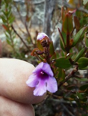 Prostanthera hindii