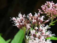 Conops quadrifasciatus