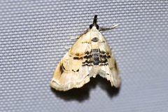 Trichophysetis cretacea