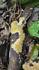 Protohydnum sclerodontium