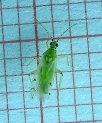 Nesidiocoris tenuis