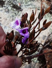 Prostanthera hindii