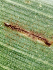 Puccinia sorghi
