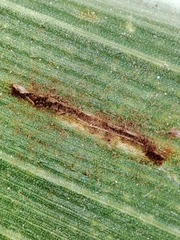 Puccinia sorghi