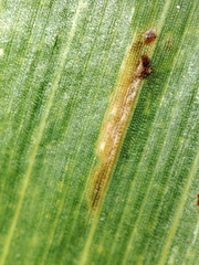 Puccinia sorghi