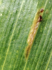 Puccinia sorghi