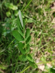 Phyllanthus urinaria
