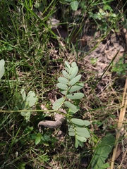 Phyllanthus urinaria