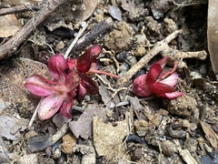 Brackenridgea australiana