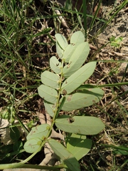 Phyllanthus urinaria