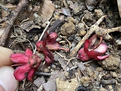 Brackenridgea australiana