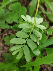 Phyllanthus urinaria