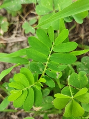 Phyllanthus urinaria