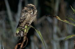 Hydropsalis maculicaudus