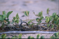Hydropsalis cayennensis