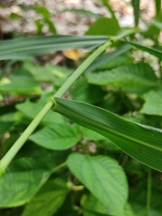 Setaria viridis
