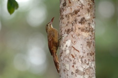 Hylexetastes perrotii