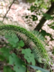 Setaria viridis