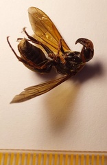Chalybion japonicum
