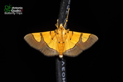 Endocrossis flavibasalis