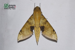 Cechenena chimaera