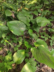 Hosta ventricosa