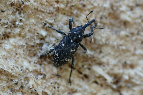 Pissodes harcyniae