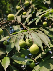 Sapindus saponaria