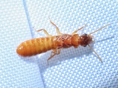 Coptotermes formosanus