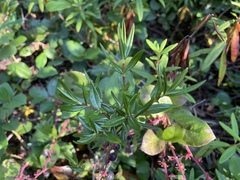 Kalmia microphylla occidentalis