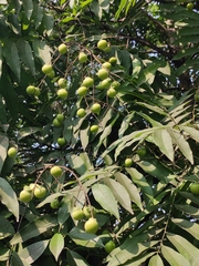 Sapindus saponaria