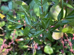 Kalmia microphylla occidentalis
