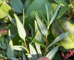 Kalmia microphylla occidentalis
