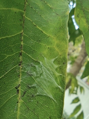 Bijoaraneus mitificus