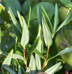 Kalmia microphylla occidentalis