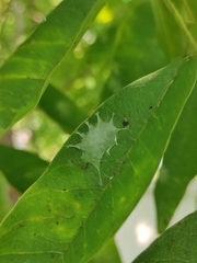Bijoaraneus mitificus