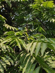 Sapindus saponaria