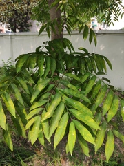 Sapindus saponaria